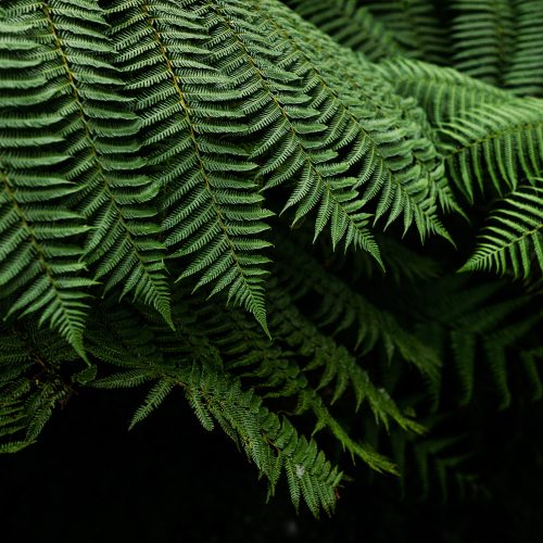 Appalachia Fern