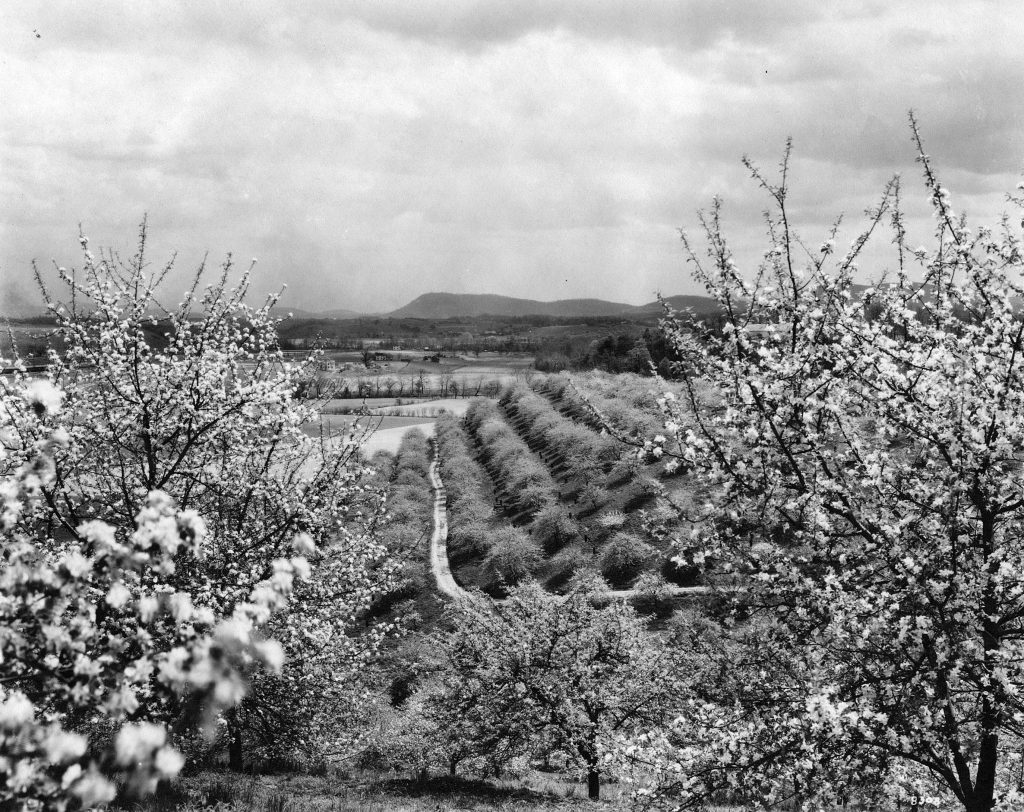 Apple Orchard in Salem, Virginia