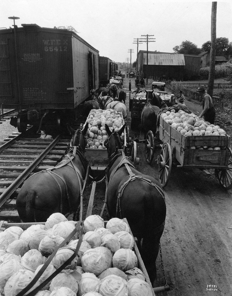 Loading Cabbage At Rural Retreat, Virginia